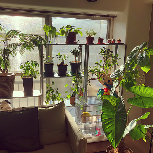 plants.fjkさんの実例写真