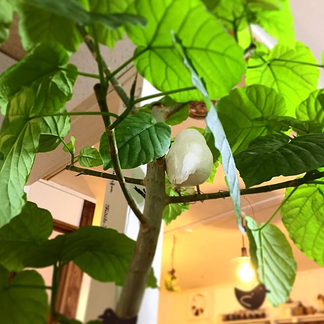 maronさんの実例写真