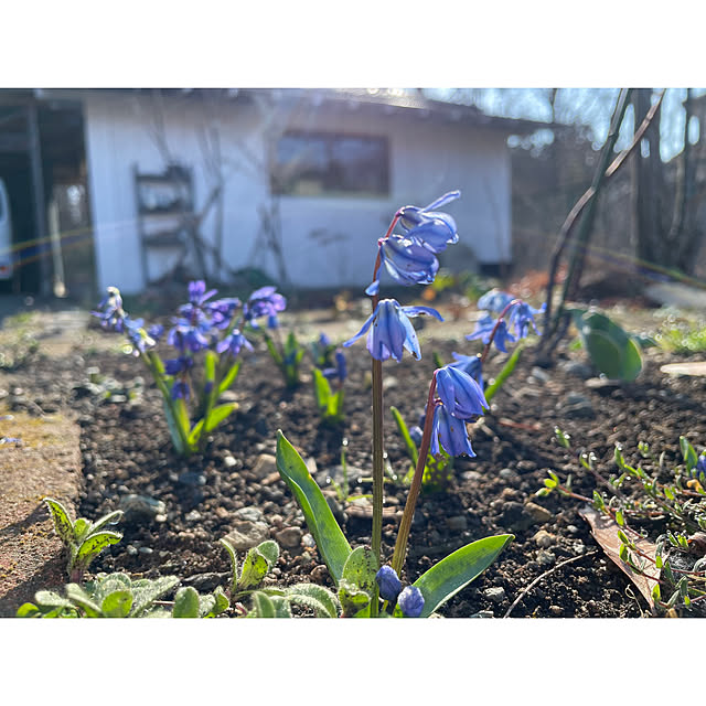 庭の植物たち/朝の風景/田舎暮らし/雑木林/子供のいる暮らし...などのインテリア実例 - 2023-03-15 21:58:06