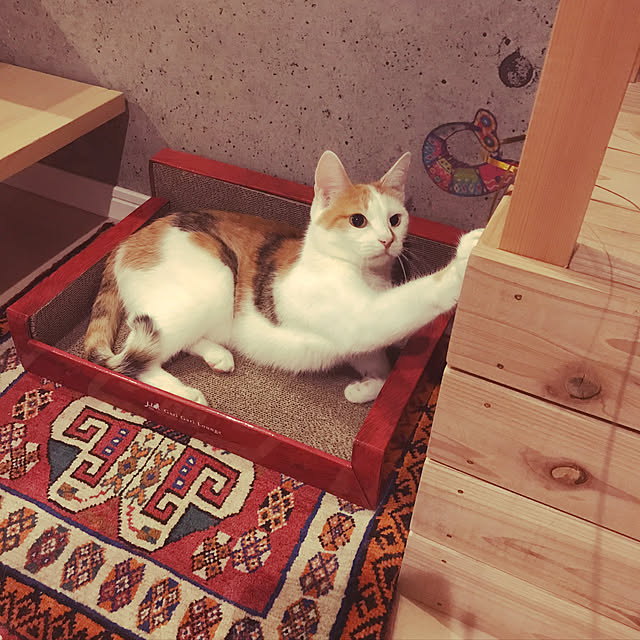ziziguguさんの実例写真