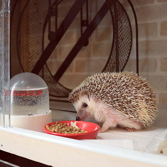 Chikakoさんの実例写真