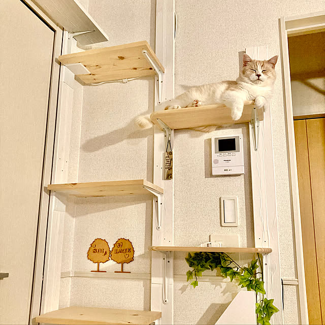 ニトリ/キャットウォーク/キャットタワー/賃貸/2DKなどの ニトリ/キャットウォーク/キャットタワー/賃貸/2DKなどの