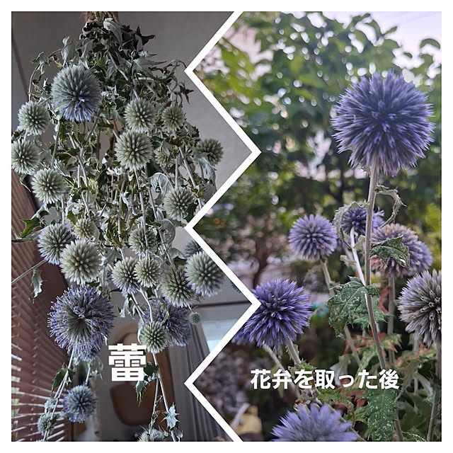 midoriさんの部屋