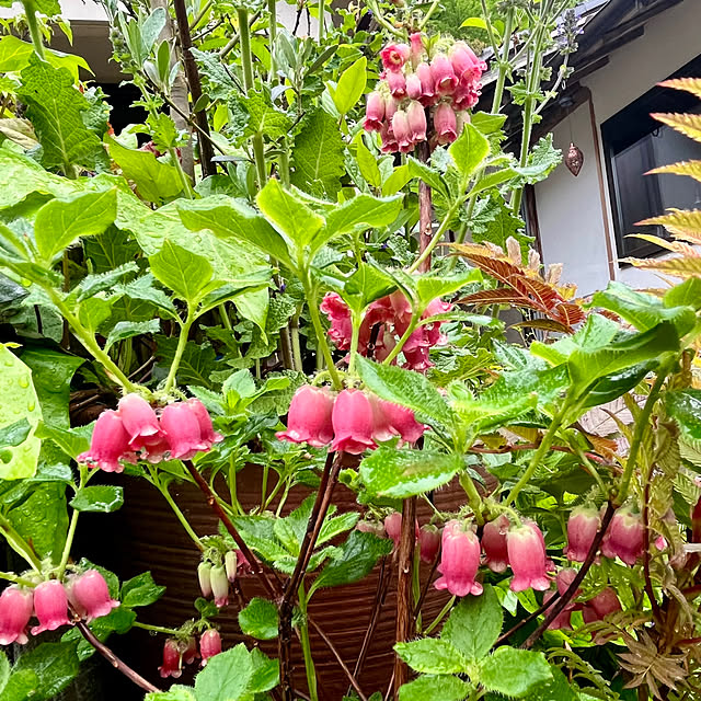 cotaさんの部屋