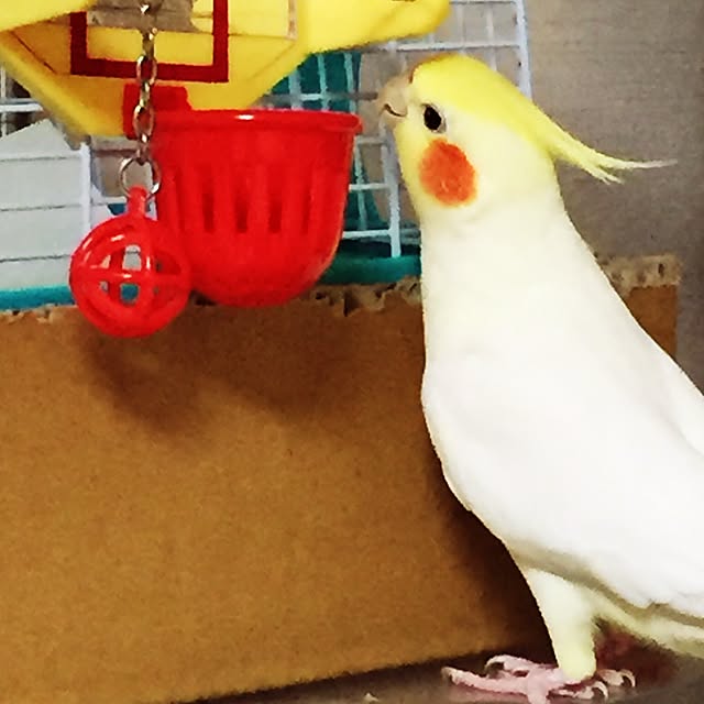 toratanさんの実例写真