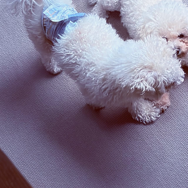 chacoさんの部屋