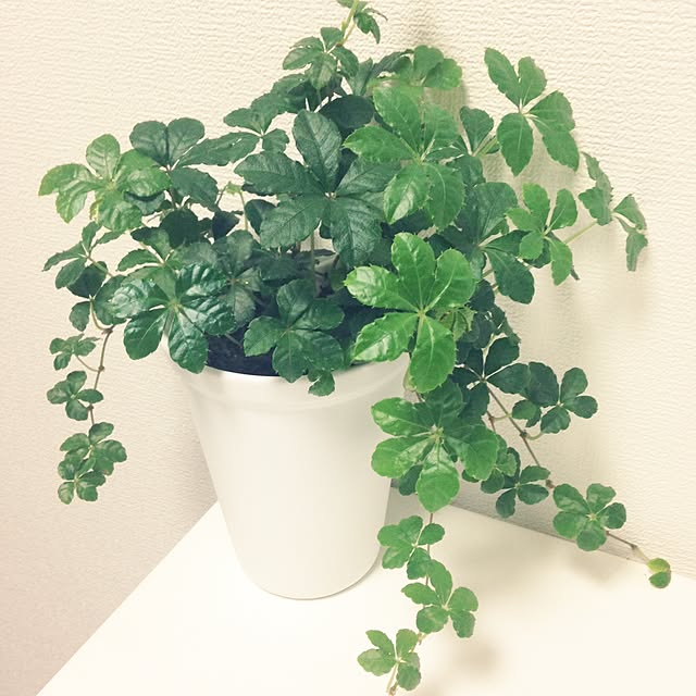 emmaさんの実例写真