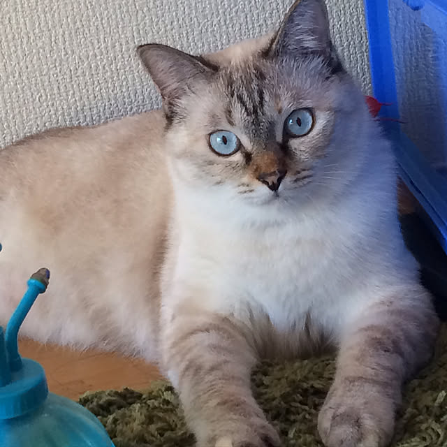 nachuさんの実例写真