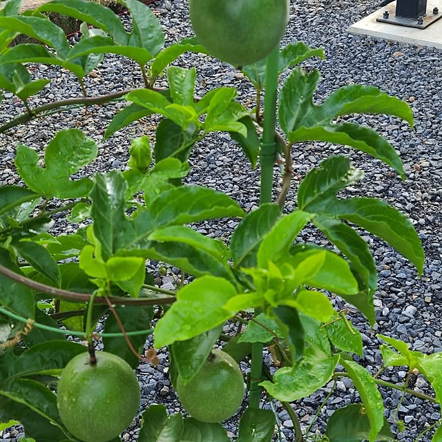 Rubiconさんの部屋