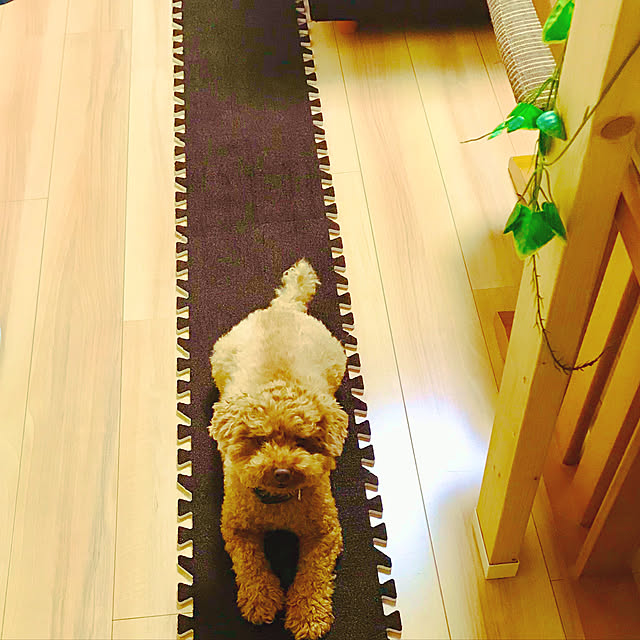 puuさんの実例写真