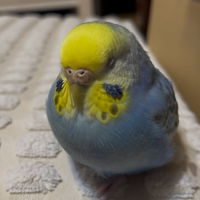 Atsukoさんの部屋