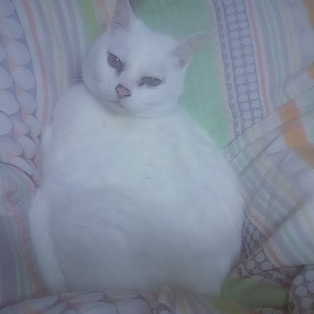 youkarinさんの実例写真