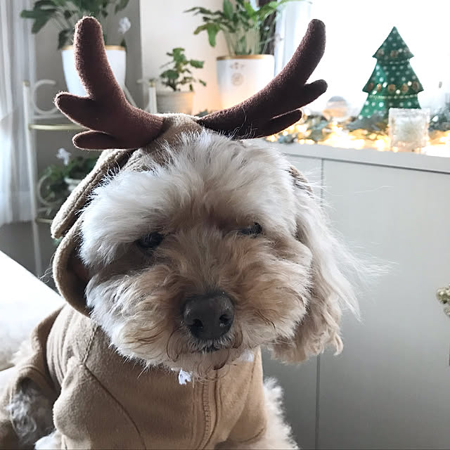 kazさんの実例写真