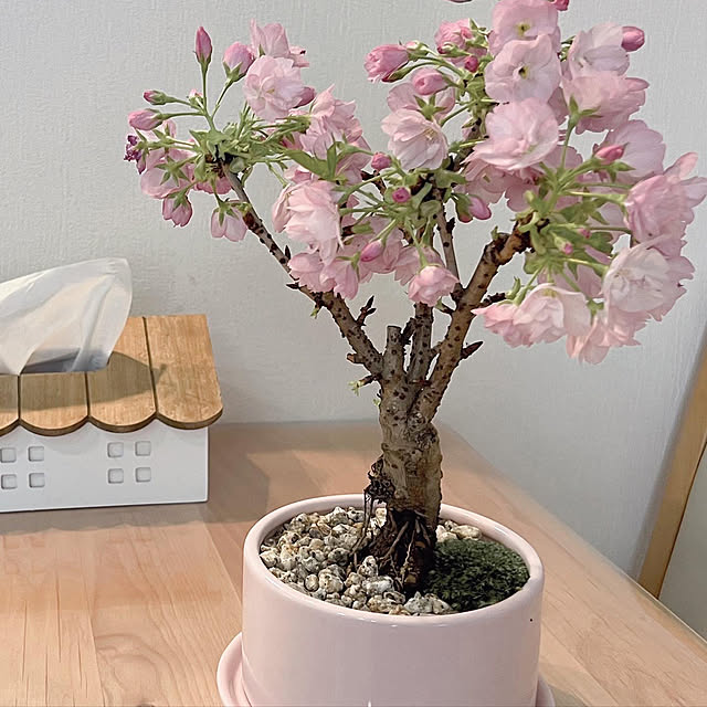 観葉植物/リビングのインテリア実例 - 2022-03-17 19:03:22
