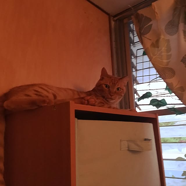 kou-kitiさんの実例写真
