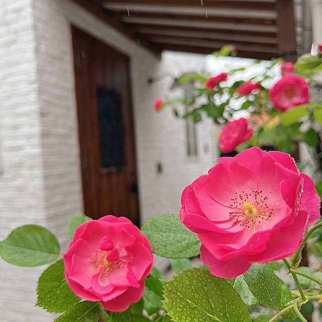薔薇のおしゃれなアレンジ・飾り方のインテリア実例 | RoomClip 薔薇のおしゃれなアレンジ・飾り方のインテリア実例 | RoomClip