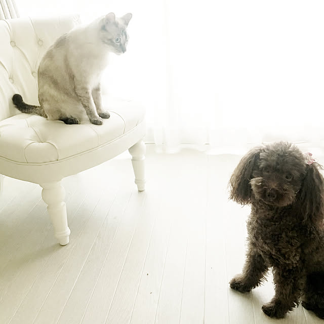 noelさんの実例写真
