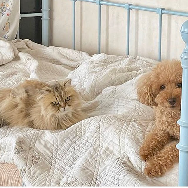 teddyさんの実例写真