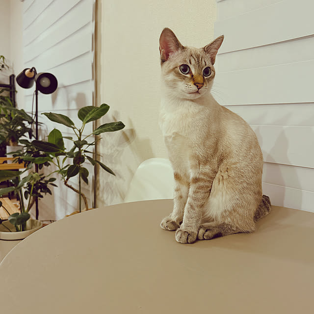 pi-popaさんの実例写真