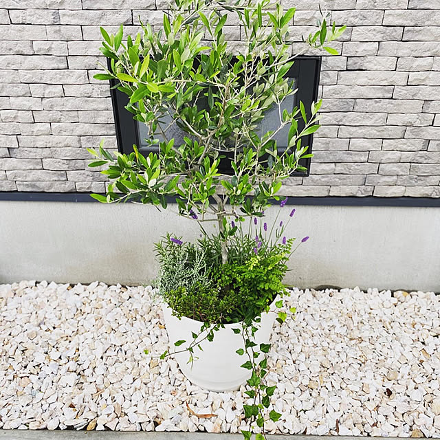 観葉植物/玄関/入り口のインテリア実例 - 2020-05-26 05:42:08