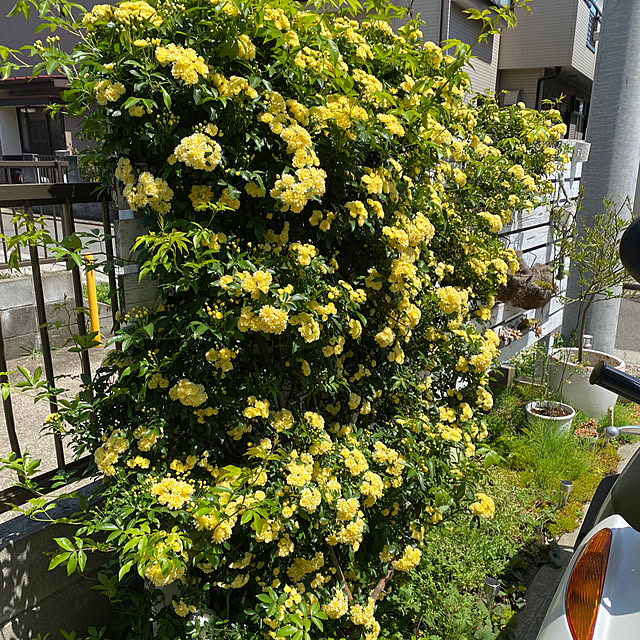 mihokoさんの実例写真