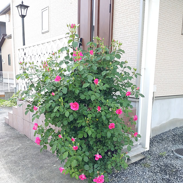 Bienvenueさんの実例写真