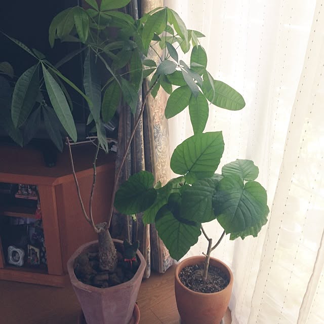 tomoさんの実例写真