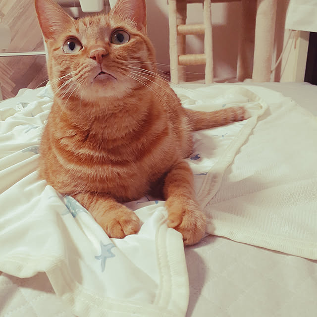 chisaviさんの実例写真