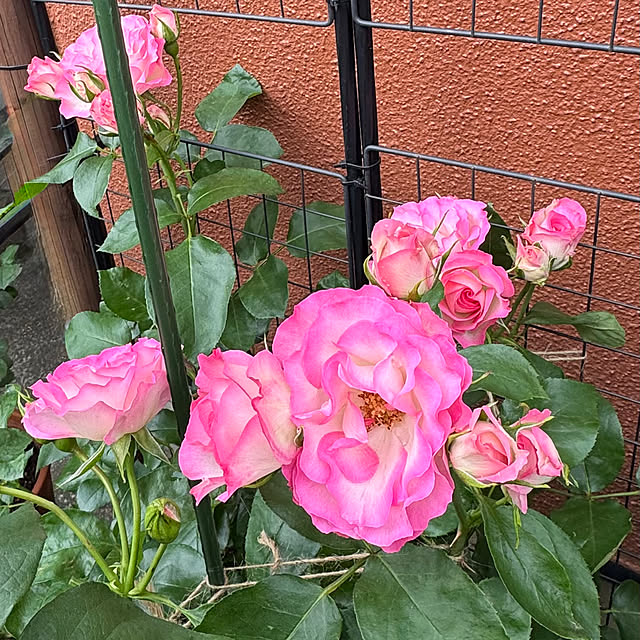 RoseLife5818さんの部屋