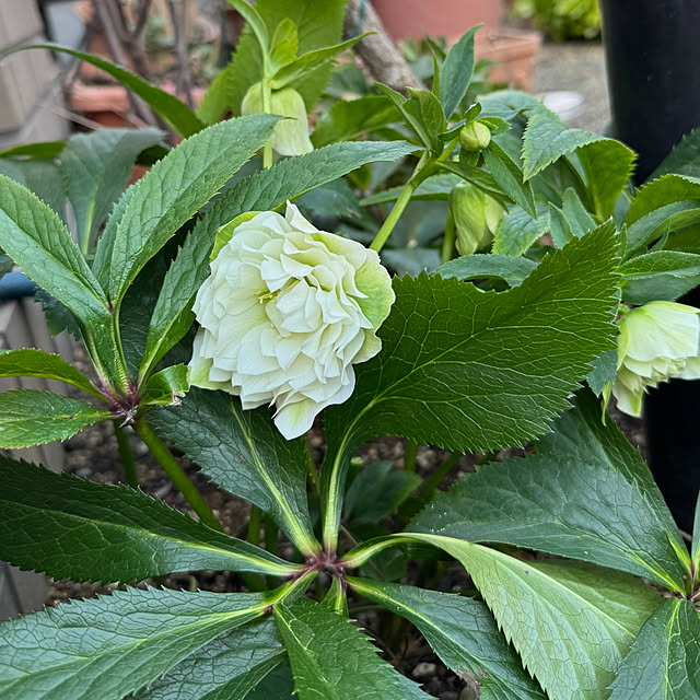 mamizaさんの部屋