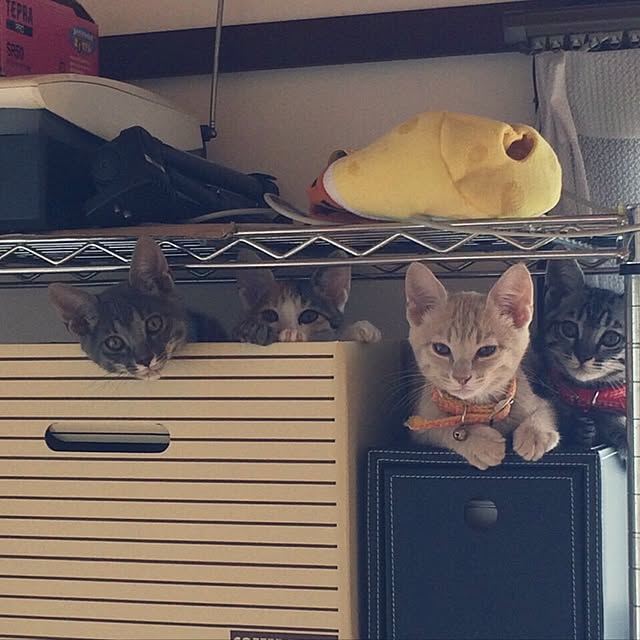 konekoさんの実例写真
