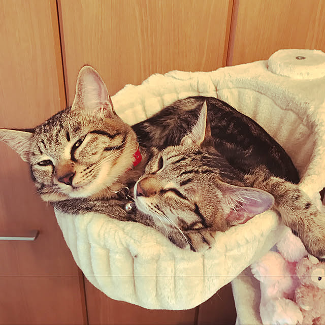 emikoさんの実例写真