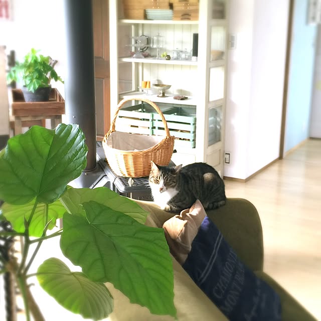 shio2772さんの実例写真