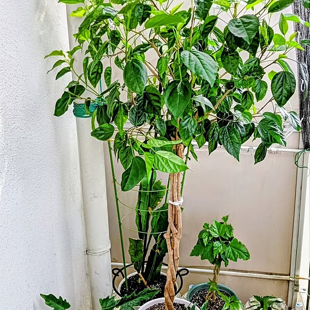 hanachanさんの部屋