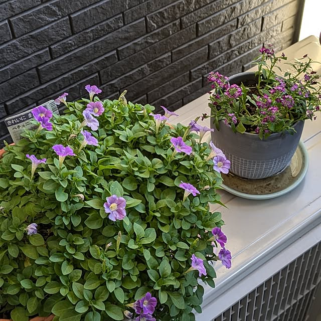 minnieさんの部屋