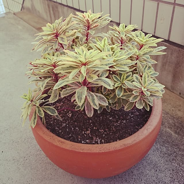 plumさんの実例写真