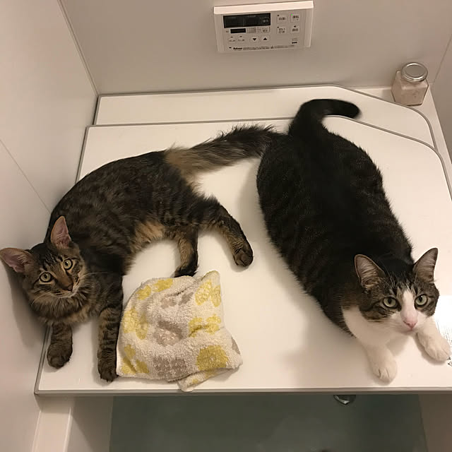 miruさんの実例写真