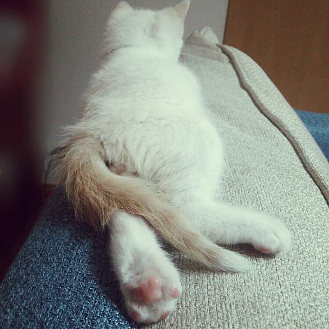nikoさんの実例写真