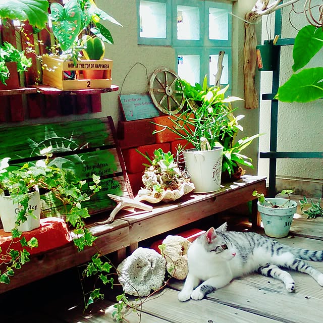 syungikuさんの実例写真