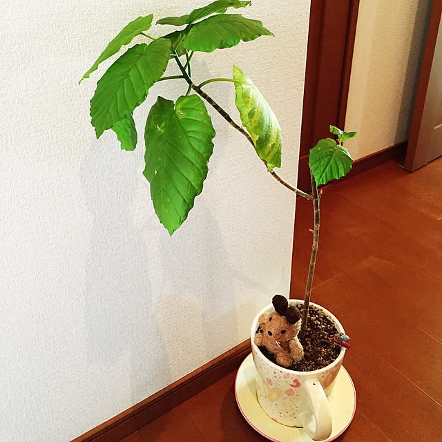 wakabaさんの実例写真