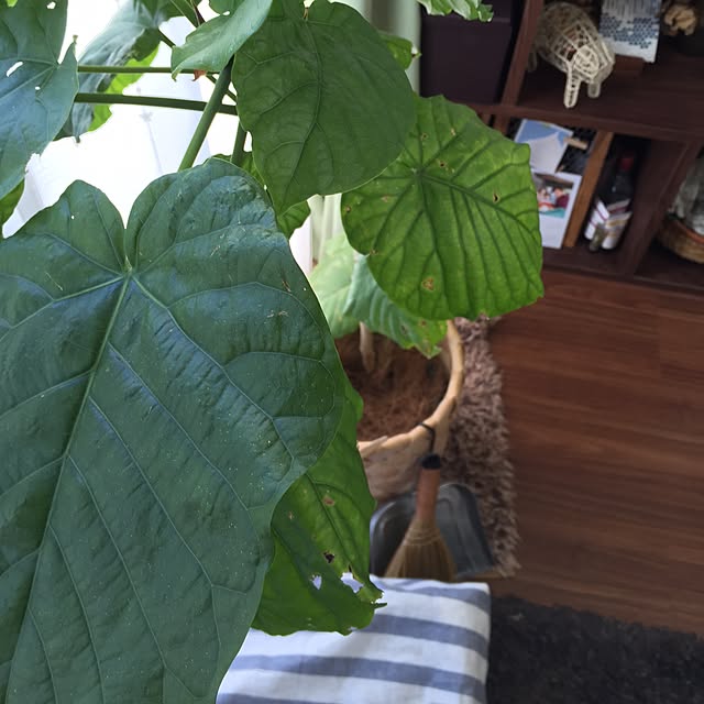 ma.yksさんの実例写真
