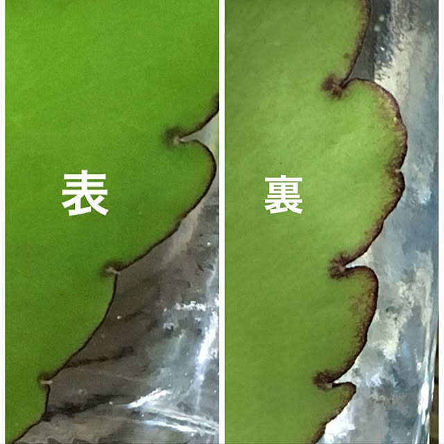kasumiさんの実例写真