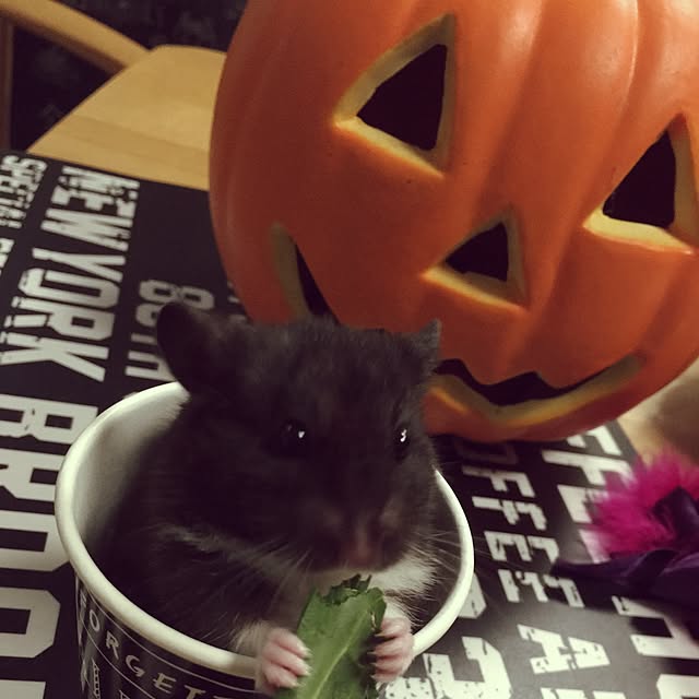 yunさんの実例写真