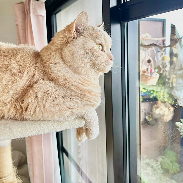 naokoさんの実例写真