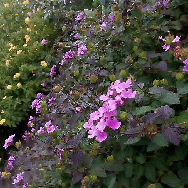 mariagardenさんの実例写真