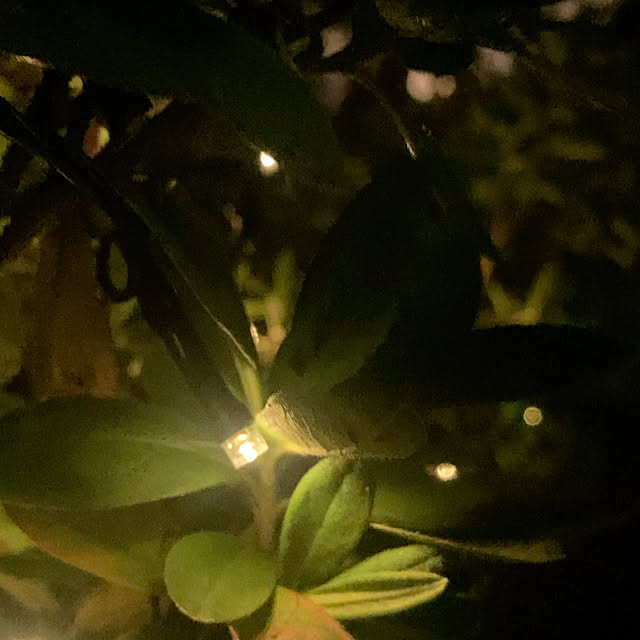 kayokos0801さんの実例写真