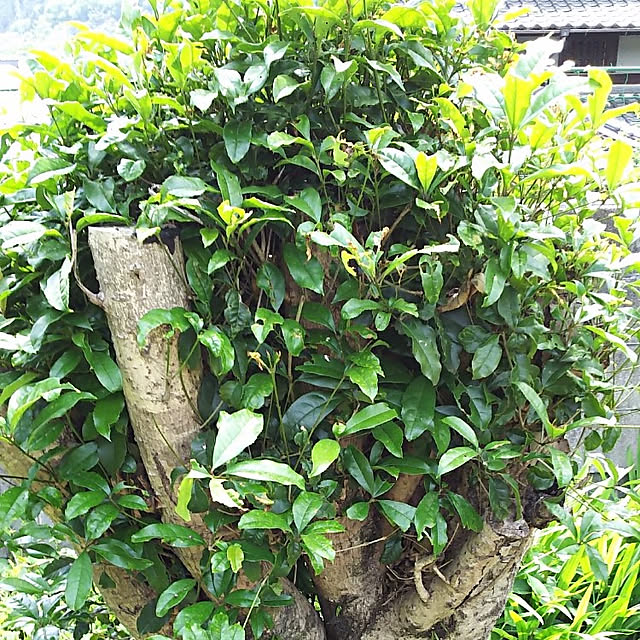 ringarintonさんの実例写真