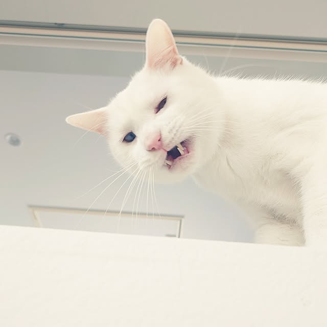 Blackcatさんの部屋