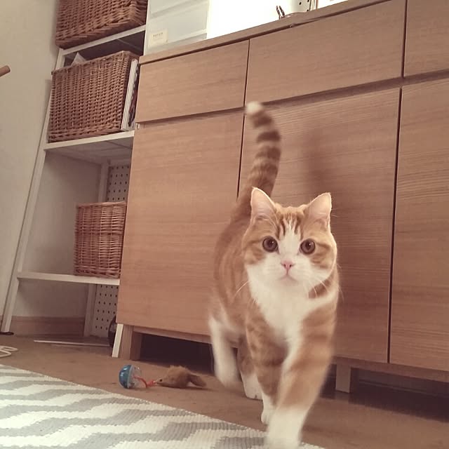 mi123さんの実例写真