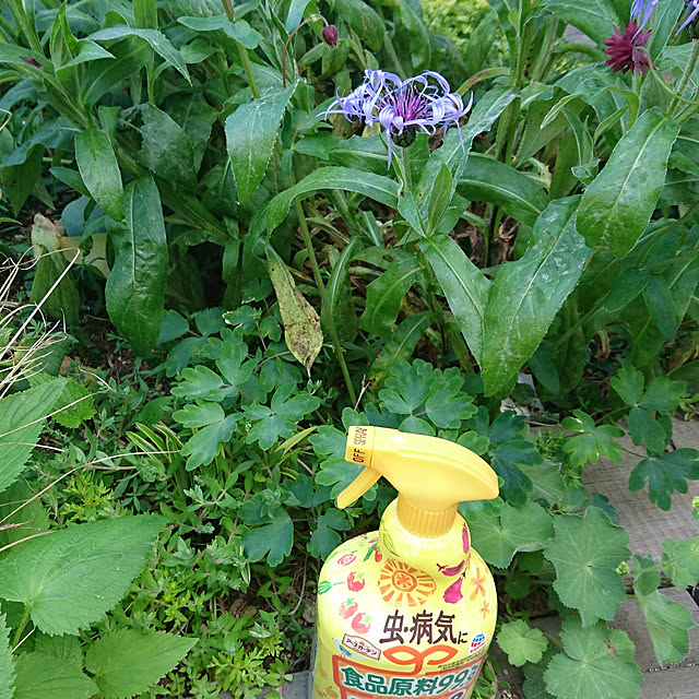 longneiさんの実例写真